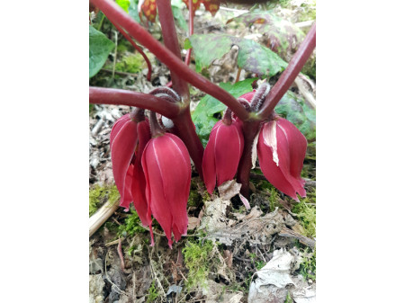 podophyllum-delavayi